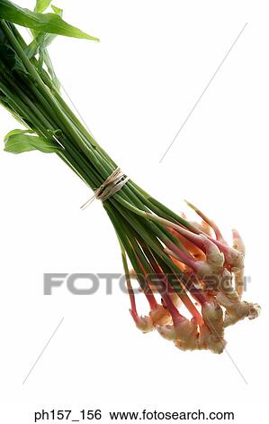 Stock Photograph - Bunch of ginger. Fotosearch