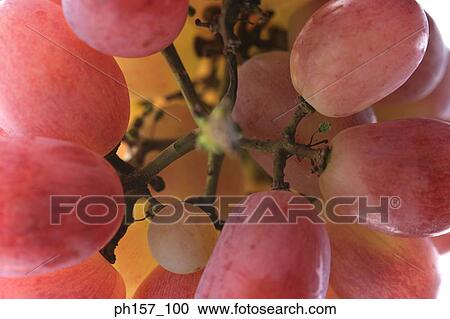 Bunch of grapes, close-up View Large Photo Image Stock Image - Bunch of grapes, close-up. Fotosearch
