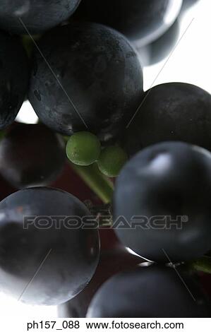 Stock Photo - Bunch of grapes, close-up. Fotosearch