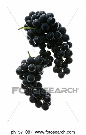 Bunch of grapes View Large Photo Image Stock Photo - Bunch of grapes. Fotosearch