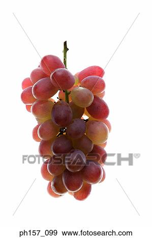 Bunch of grapes View Large Photo Image Stock Photo - Bunch of grapes. Fotosearch