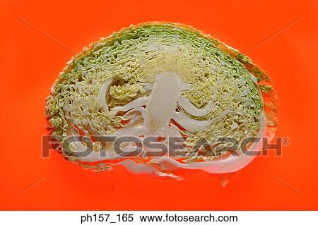 Stock Photography - Cabbage halved. Fotosearch