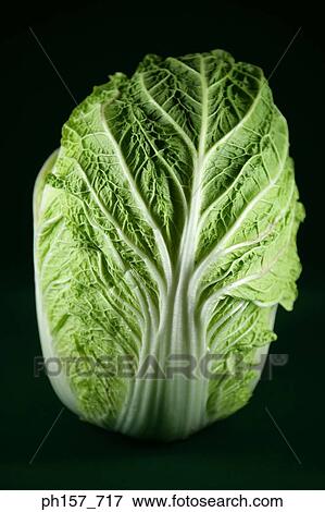 Stock Photo - Cabbage. Fotosearch