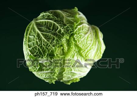Stock Photo - Cabbage. Fotosearch