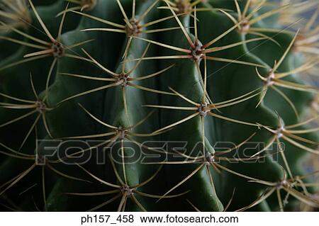 Stock Photo - Cactus, close-up. Fotosearch