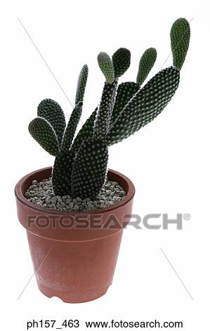 Cactus in a pot View Large Photo Image Stock Image - Cactus in a pot. Fotosearch