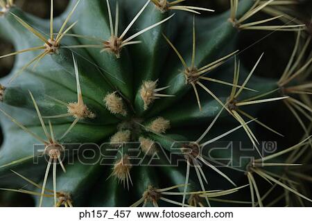 Stock Photo - Cactus. Fotosearch