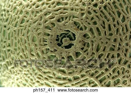 Stock Image - Cantaloupe, top view. Fotosearch