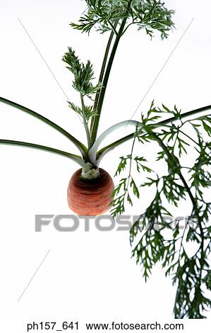 Stock Image - Carrot. Fotosearch