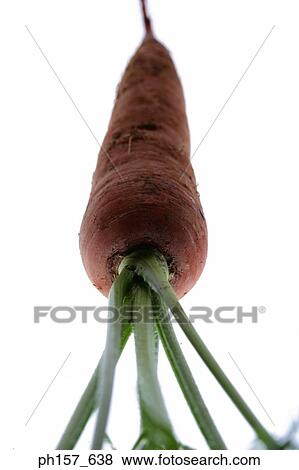 Carrot View Large Photo Image Stock Photo - Carrot. Fotosearch