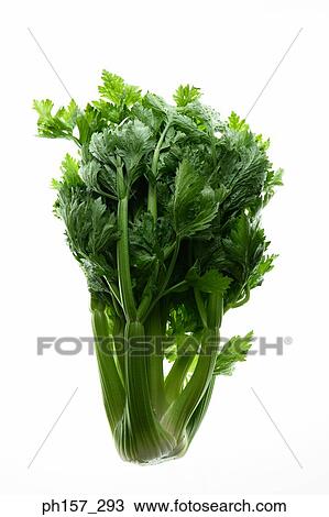 Stock Image - Celery. Fotosearch