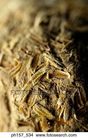 Picture - Century egg, close-up. Fotosearch