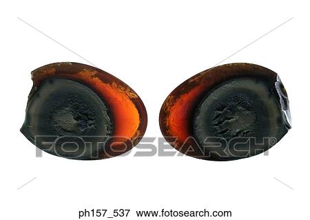 Century egg, halved View Large Photo Image Stock Photo - Century egg, halved. Fotosearch
