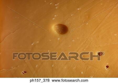 Stock Photo - Cheese, close-up. Fotosearch