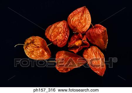 Chinese lantern lily View Large Photo Image Stock Photograph - Chinese lantern lily. Fotosearch