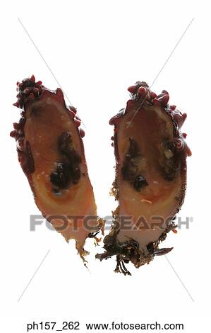 Stock Image - Clams, halved. Fotosearch