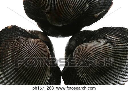 Clams View Large Photo Image Stock Image - Clams. Fotosearch