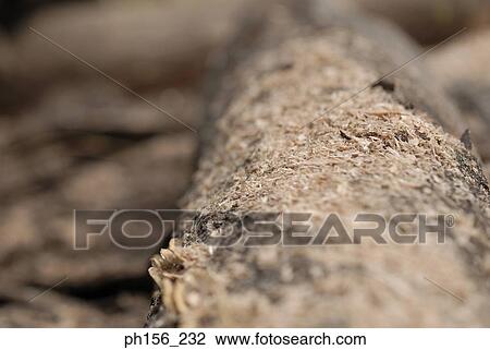 Close-up of a log View Large Photo Image Stock Image - Close-up of a log. Fotosearch
