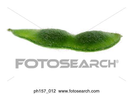 Close-up of a pea pod View Large Photo Image Stock Image - Close-up of a pea pod. Fotosearch