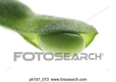 Close-up of a pea pod View Large Photo Image Stock Image - Close-up of a pea pod. Fotosearch