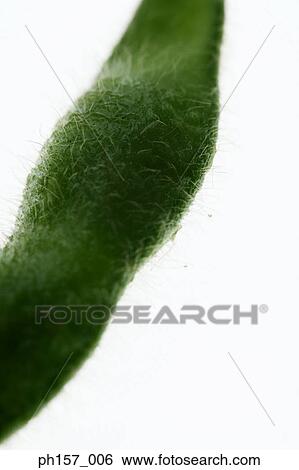 Close-up of a pea pod View Large Photo Image Stock Photograph - Close-up of a pea pod. Fotosearch