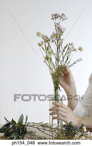 Stock Photo - Close-up of a person's hands arranging a flower vase. Fotosearch