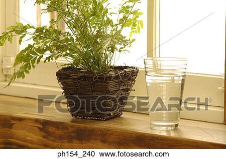 Close-up of a potted plant with a glass on a window sill View Large Photo Image Stock Image - Close-up of a potted plant with a glass on a window sill. Fotosearch