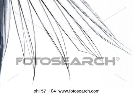 Picture - Close up of fins. Fotosearch
