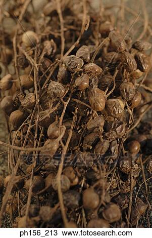 Close-up of raisins View Large Photo Image Stock Image - Close-up of raisins. Fotosearch