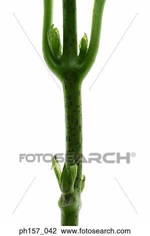 Close-up of stem View Large Photo Image Stock Image - Close-up of stem. Fotosearch