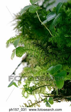 Stock Image - Clovers and Ferns, close-up. Fotosearch