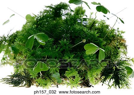 Clovers and ferns, close-up View Large Photo Image Stock Image - Clovers and ferns, close-up. Fotosearch