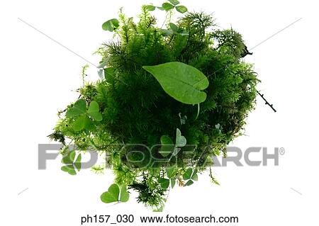 Clovers and ferns View Large Photo Image Stock Image - Clovers and ferns. Fotosearch