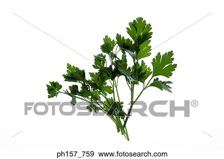 Coriander View Large Photo Image Stock Photo - Coriander. Fotosearch