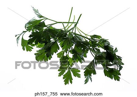Coriander View Large Photo Image Stock Photography - Coriander. Fotosearch