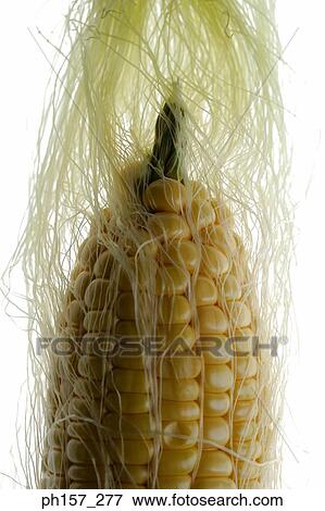 Corn View Large Photo Image Stock Photo - Corn. Fotosearch