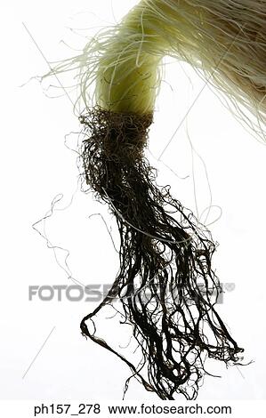 Corn View Large Photo Image Stock Photo - Corn. Fotosearch