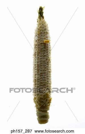 Corn View Large Photo Image Stock Photo - Corn. Fotosearch