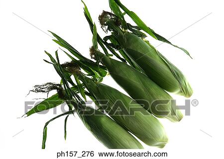 Corns in husk View Large Photo Image Stock Photograph - Corns in husk. Fotosearch