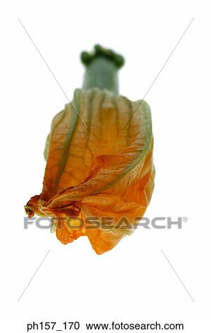 Courgette with flower View Large Photo Image Stock Image - Courgette with flower. Fotosearch