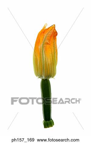 Stock Photo - Courgette with flower. Fotosearch