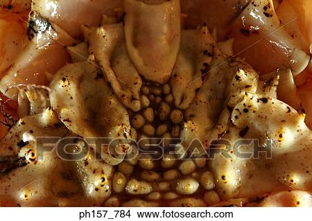 Picture - Crab, close-up. Fotosearch