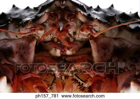 Crab, close-up View Large Photo Image Stock Image - Crab, close-up. Fotosearch