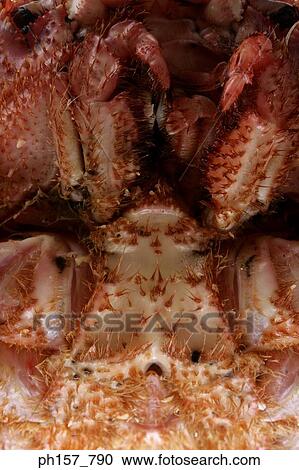 Crab, close-up View Large Photo Image Stock Image - Crab, close-up. Fotosearch