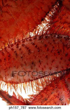 Stock Photo - Crab, close-up. Fotosearch