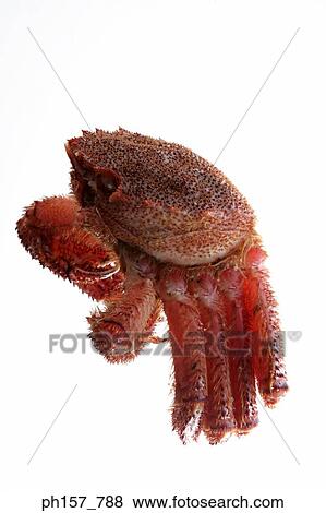 Crab, side view View Large Photo Image Stock Photo - Crab, side view. Fotosearch