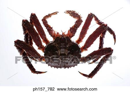 Crab, top view View Large Photo Image Stock Image - Crab, top view. Fotosearch
