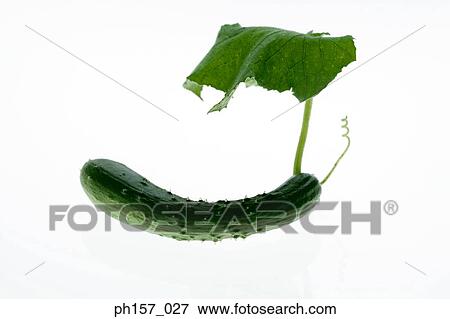 Stock Photo - Cucumber and leaf. Fotosearch