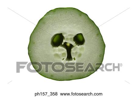 Stock Photo - Cucumber. Cross section. Fotosearch