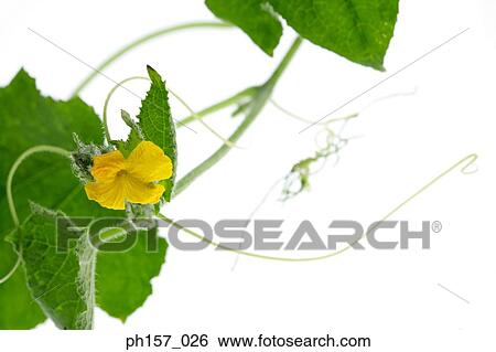 Cucumber flower and leaves View Large Photo Image Stock Photograph - Cucumber flower and leaves. Fotosearch